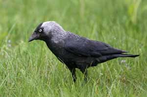 Хэрээ (Харлаг хэрээ, хар алагтуу)